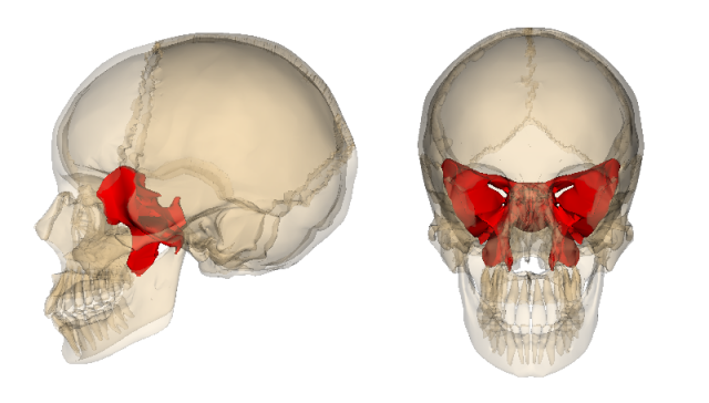 頭蓋骨の図